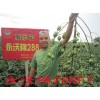 供应永沃棉288 F1—棉花种子