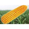 供应绿色先锋—国审玉米杂交种