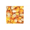 供应14年小麦2000吨 过风玉米150吨