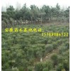 销售1米油松苗1.2米油松树苗1.3米油松苗1.5米油松苗