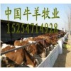 纯种西门塔尔牛养殖效益分析 纯种西门塔尔牛价格 中国牛羊牧业
