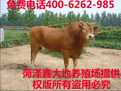 鲁西黄牛种公牛