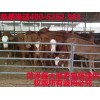 养殖肉牛技术，供应纯种鲁西黄牛，西门塔尔牛，利木赞牛夏洛莱牛
