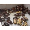 供应5-6年越南种石金钱龟初产龟