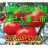 大量供应以色列大红番茄（西红柿生产基地）供求信息
