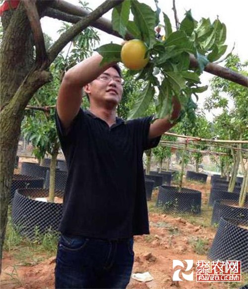 漳浦台农:“小”水果成就“大”梦想
