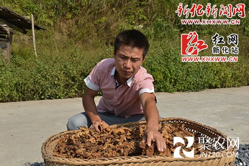 中药材种植好能手 脱贫致富领头雁