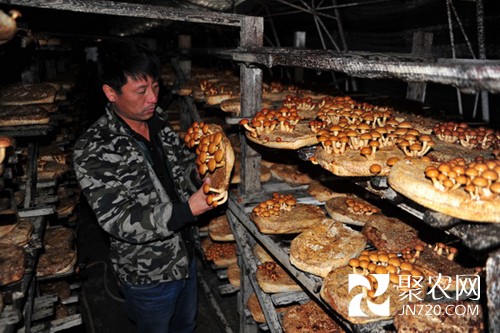 黑龙江林口县:小小食用菌 致富大产业