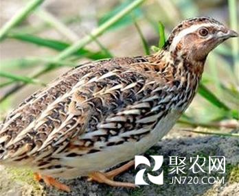 一只鹌鹑带来三份收益