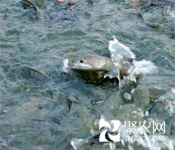 引山泉水养殖生态鱼