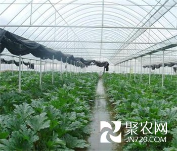 棚室蔬菜开辟增收新路