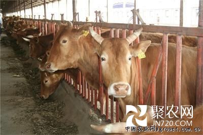 牛气哄哄的牛贩子的一次华丽“变身”