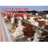 山西养殖专业合作社出售育肥牛 出国产奶