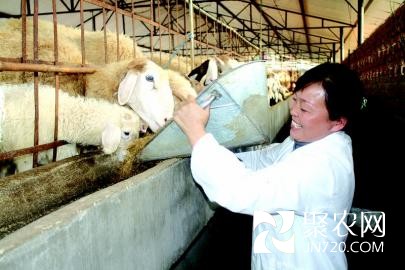 看准市场空当 回乡饲养小尾寒羊