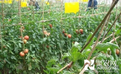 霍家川蔬菜大棚育出“致富希望”