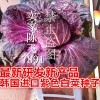 紫色白菜种子