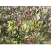 紫背天葵种子，紫背天葵种苗