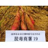 延津县商薯19大量供应，品质优良，卖相好，口感更好！