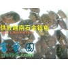 供应越南种石金钱龟