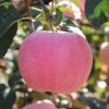 烟台苹果红富士水果