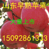 15092861333供应冷库红富士苹果