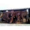 山东肉牛犊出售对接会在旭旺牧业订货开始了