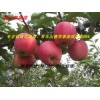 低价直销100万株苹果苗 富士苹果苗 品种纯正 苹果苗价格