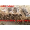 批发大樱桃苗 吉塞拉大樱桃苗 大樱桃树 优质丰产大樱桃树