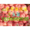红富士苹果１５２６６６８８５８５