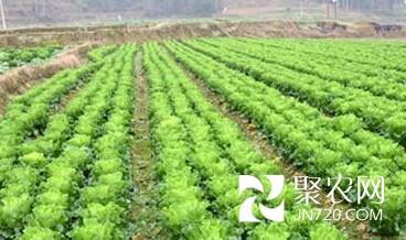 贵州凤岗王寨镇蔬菜基地里蔬菜长势喜人