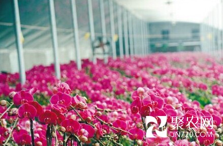 沈阳:苏家屯区2万株蝴蝶兰上市“迎春”