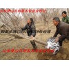 樱花 樱花树苗 高杆樱花 樱花价格 山东樱花量大价格最低