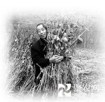 重庆李永均:把野生苏麻变身金牌紫苏