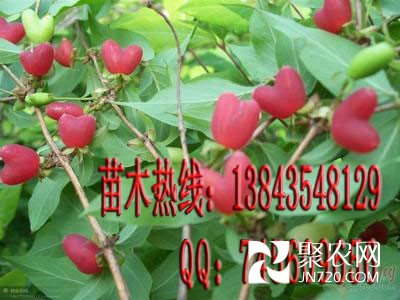 爱情果-爱情树-相思果1相思树苗木热线：13843548129 QQ ：745609656