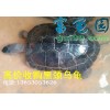 高价收购黑颈乌龟