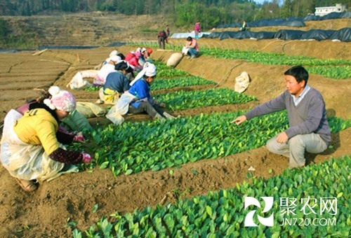 访农家 看增收 小小茶苗赚大钱