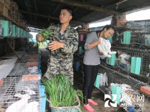 监利农村一对青年夫妻创业养肉兔奔富路