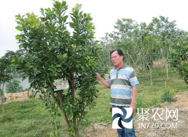 周春旺:“猪场老板”变身“橘红大王”