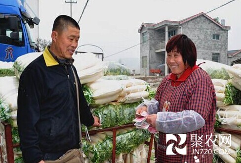 重庆潼南：萝卜价高不愁销