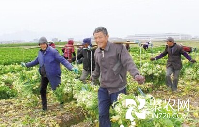 台州：冬花菜丰收 菜农笑哈哈