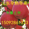 山东苹果供应纸膜带红富士苹果已到了后期