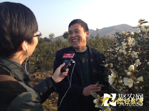 湖南邵阳:茶花香飘醉人 茶油畅销富民