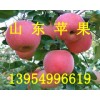 山东苹果行情山东苹果产地价格山东红富士苹果销售基地