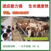 广西肉牛养殖场出售西门塔尔牛小牛犊