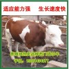 2015肉牛育肥牛犊最新价格