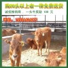广西肉牛养殖场出售西门塔尔牛鲁西黄牛小牛犊