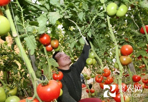 回乡种菜赚大钱