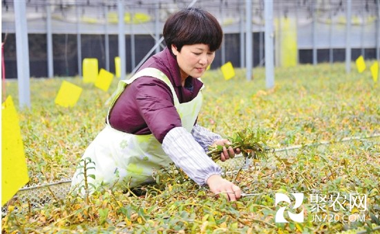 缙云家庭农场主钭大松——新鲜石斛销四方