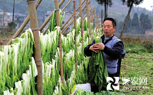 “冬菜传人”龙廷国：冬菜至少密封三年才上市