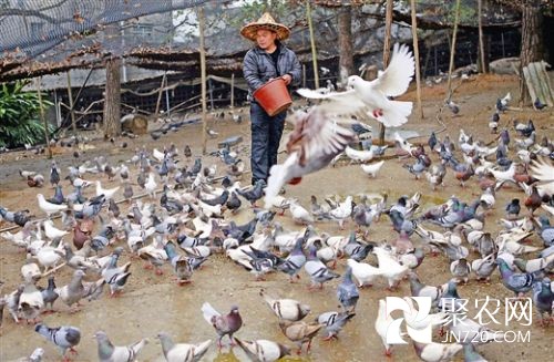 饲养鸽子成象州农民致富新途径